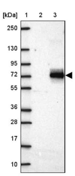 AMIGO2 Antibody, Novus Biologicals:Antibodies:Primary Antibodies